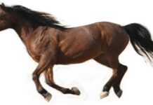 ঘোড়ার বয়স ৪ কোটি ৮০ লাখ বছর