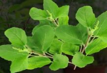 প্রতিদিন তুলসীপাতা খাবার উপকারিতা