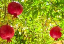 স্বাস্থ্যের জন্য উপকারী ৮টি বীজ