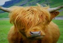 অবাক নয় সত্য, এবার ‘বডিবিল্ডার গরু