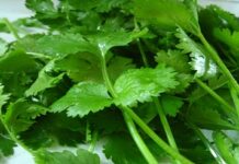 আপনি জানেন কি স্মৃতিশক্তি বাড়ায় ধনেপাতা