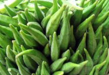 কোন সব অসুখে ঢেঁড়স ঔষধের মতো কাজ করে।