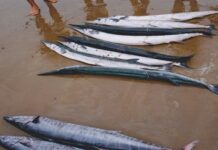 সামুদ্রিক মাছের অনন্য পুষ্টিগুণ