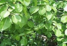 যে গাছ হাত দিয়ে ছুলেই সর্বনাশের মুখে পড়বেন