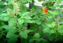 যে পাঁচটি রোগ চটজলদি সারাবে তুলসি পাতা, ব্যবহার করবেন যেভাবে