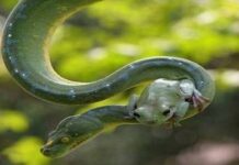 পাইথন ও একটি ব্যাঙ, বন্ধুতার রং সবুজ