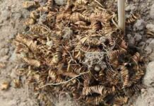 মাটি খুঁড়লেই রাশি রাশি সোনার স্প্রিং