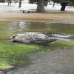 অস্ট্রেলিয়ার যে ভয়ংকর রুপ আপনি আগে দেখেননি