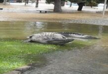 অস্ট্রেলিয়ার যে ভয়ংকর রুপ আপনি আগে দেখেননি