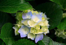 জান্নাতের হুররা দেখতে কেমন হবেন