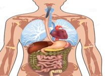 চমকে যাওয়ার মতো কিছু তথ্য মানুষের শরীর নিয়ে