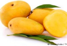 কেমিক্যালমুক্ত আম চেনার ১০টি উপায়